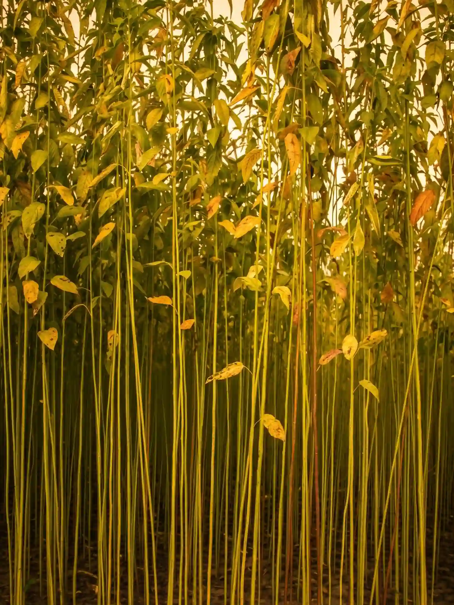 The Synthetic-Free Mandate